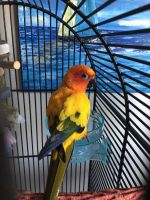 Sun Conure Male