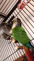 Female Green Cheek Conure & Cage