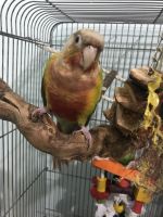 2 conures for sale