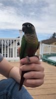Green Cheek Conure for Sale