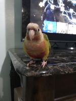 2 conures for adoption