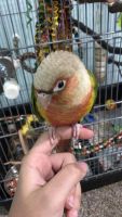 2 conures for adoption