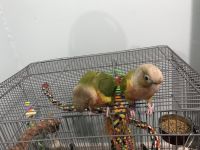 2 conures for adoption
