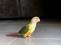 Conure for sale