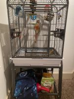 Conure for sale