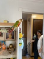 Pineapple green cheek conure sale