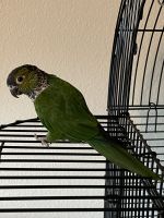 Black Capped Conure