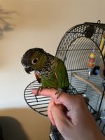 Black Capped Conure