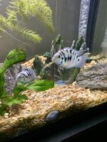 Convict Cichlid Fishes Photos