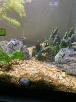 Convict Cichlid Fishes Photos