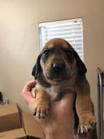 Coonhound Puppies for sale in Lawrence, Kansas. price: $100