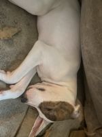 Coonhound Puppies for sale in Rochester, NY, USA. price: $250