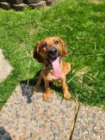 Coonhound Puppies for sale in Miamisburg, OH 45342, USA. price: $400