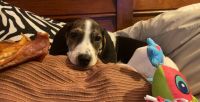 Coonhound Puppies for sale in 5557 Mayberry St, Omaha, NE 68106, USA. price: $500