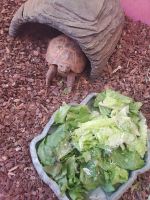 Cooter Turtles Reptiles for sale in Hesperia, CA, USA. price: $300