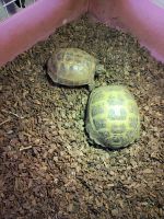 Cooter Turtles Reptiles Photos