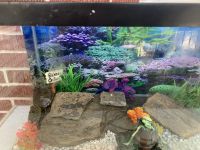 Cooter Turtles Reptiles for sale in Gastonia, NC, USA. price: $100