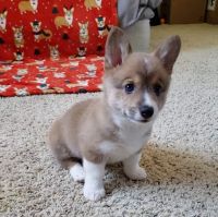 AKC Full Rights Pembroke Welsh Corgi