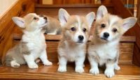 Corgi Puppies for sale in Calgary, AB, Canada. price: $650