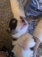 Adorable Male and Female Corgi puppies