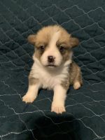 Corgi Puppies for sale in Dallas, TX, USA. price: $700