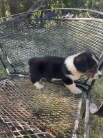 Corgi Puppies for sale in Mead, OK 73449, USA. price: $400