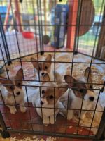 Corgi Puppies for sale in New Summerfield, TX 75766, USA. price: $850