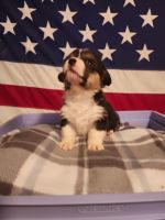Corgi Puppies for sale in Wichita, Kansas. price: NA