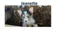 Corgi Puppies for sale in Raleigh, Mississippi. price: $500