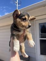 Corgi Puppies for sale in Chino, CA, USA. price: $850