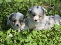 Corgi Puppies for sale in Nashville, AR 71852, USA. price: $2,500
