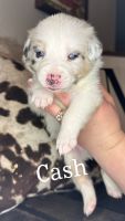 Corgi Puppies for sale in Bend, Oregon. price: $900