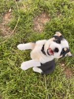 Corgi Puppies for sale in Trent, Texas. price: $200
