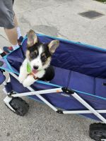 Corgi Puppies for sale in Longview, Texas. price: $700