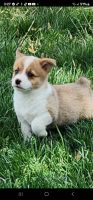 Corgi Puppies for sale in Bethalto Rd, Bethalto, IL, USA. price: $500