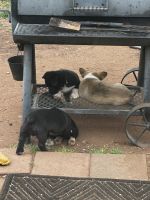 Corgi Puppies for sale in Trent, Texas. price: $100