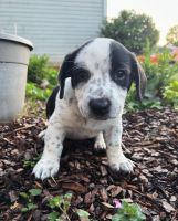 Corgi Puppies for sale in Lawrenceville, GA, USA. price: $500
