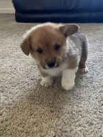Corgi Puppies for sale in Bakersfield, California. price: $1,500