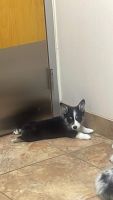 Corgi Puppies for sale in Port St. Lucie, FL, USA. price: $1,200