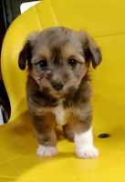 Corgi Puppies for sale in Pittsburg, Texas. price: $1,000