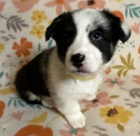 Corgi Puppies for sale in Old Town, FL 32680, USA. price: $1,250