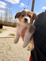 American corgi pups
