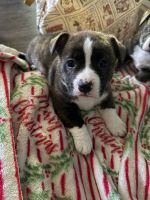 Corgi Puppies for sale in San Luis Obispo, CA, USA. price: $200