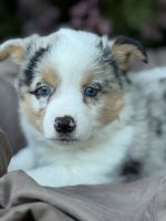 Corgi Puppy