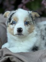 Corgi Puppy