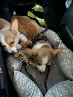 Corgi Puppies for sale in Brandon, FL, USA. price: $1,900