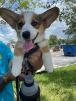 Corgi Puppies for sale in Chicago, IL 60607, USA. price: $1,900