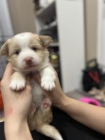 Corgi Puppies for sale in Queen Creek, AZ, USA. price: $750