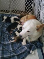 Corgi Puppies for sale in Wisconsin Dells, WI, USA. price: $800
