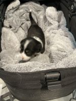 Corgi Puppies for sale in Maricopa, AZ 85138, USA. price: $1,000